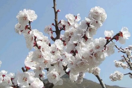 三月春暖花开,你的桃花在何方?